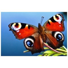 Набор алмазной мозаики "Павлиний глаз", размер 30х20см, 35 цветов Яркие Грани