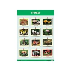Плакат Мозаика-Синтез Развивающие плакаты. Грибы зеленый