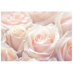 Фотообои B-014 Bellissimo "Нежные розы", 4 листа 1400х2000 мм Симфония