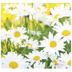 Фотообои К-118 «Ромашковое настроение» (6 листов), 210 × 200 см Симфония