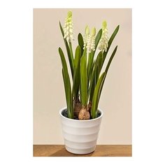 Искусственные весенние цветы мускарики в горшке, 28 см, Boltze 1002265-3