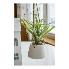 Искусственное растение суккулент В подвесном кашпо (Агава), пластик, 30х20 см, Kaemingk 800073-2