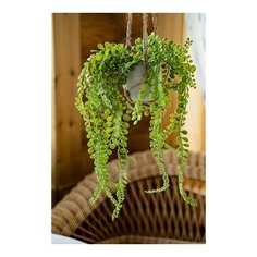 Искусственное растение ампельный суккулент В подвесном кашпо (Дисхидия), пластик, 10х15 см, Kaemingk 800219-2