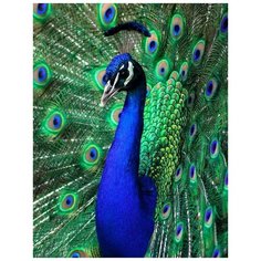 Набор для творчества Рыжий кот Холст с красками по номерам Яркий красивый павлин 30х40 см