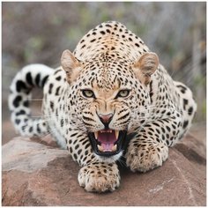 Алмазная мозаика 30х30 Леопард Molly ( KM0672 )