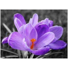 Картина мозаикой 15х20 Цветок крокуса Molly ( KM0933 )