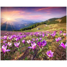 Алмазная мозаика с нанесенной рамкой 40х50 Крокусы в Альпах Molly ( KM0905 )