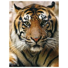 Алмазная мозаика 15х20 Портрет тигра Molly ( KM0726 )