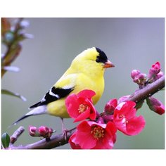 Картина мозаикой 15х20 Весенняя птичка Molly ( KM0938 )