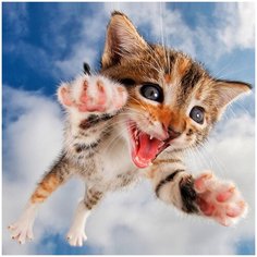 Алмазная мозаика 30х30 Я лечу… Molly ( KM0678 )