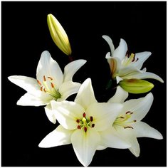 Алмазная мозаика 30х30 Белые лилии Molly ( KM0896 )