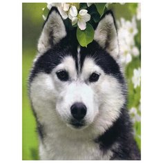 Алмазная мозаика 15х20 Хаски Molly ( KM0729 )