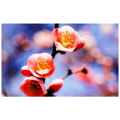 Алмазная мозаика Яркие Грани Набор алмазной вышивки "Цветы абрикоса" (DS016), размер 50х31см, 51 цвет