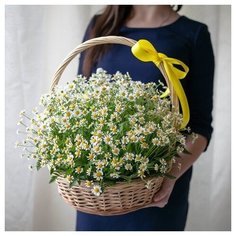 5 цветов Кустовые ромашки в корзине 39 шт