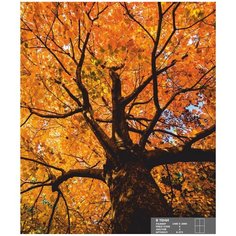 Фотообои К-075 Симфония В тени