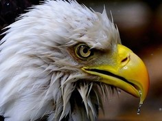 Набор алмазной мозаики Яркие Грани Орёл, размер 50х37см, 50 цветов