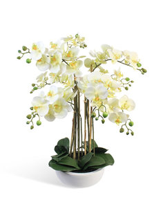 Орхидея Фаленопсис 9 веток в керамическом круглом кашпо Gerard de ros