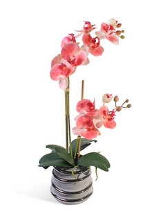 Орхидея Фаленопсис 2 ветки в керамическом серебрянном кашпо Gerard de ros