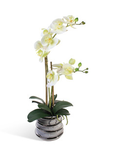 Орхидея Фаленопсис 2 ветки в керамическом серебрянном кашпо Gerard de ros
