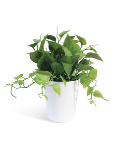 Филодендрон в керамическом кашпо Gerard de ros