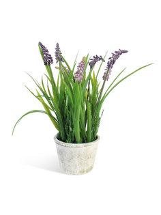 Мускарии в керамическом кашпо Gerard de ros