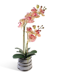 Орхидея Фаленопсис 2 ветки в керамическом серебрянном кашпо Gerard de ros