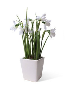 Подснежники в керамическом кашпо Gerard de ros