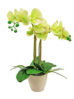 Орхидея Фаленопсис 2 ветки в керамическом белом кашпо Gerard de ros