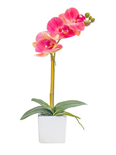 Орхидея фаленопсис 1 ветка в керамическом кашпо Куб Gerard de ros