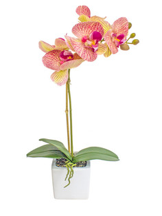 Орхидея фаленопсис 1 ветка в керамическом кашпо Куб Gerard de ros