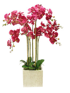 Орхидея фаленопсис 7 веток в керамическом кашпо Куб Gerard de ros