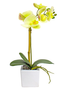 Орхидея фаленопсис 1 ветка в керамическом кашпо Куб Gerard de ros