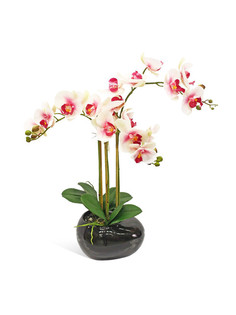Орхидея фаленопис 3 ветки в керамическом кашпо Камень черное Gerard de ros