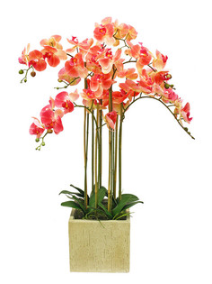 Орхидея фаленопсис 7 веток в керамическом кашпо Куб Gerard de ros