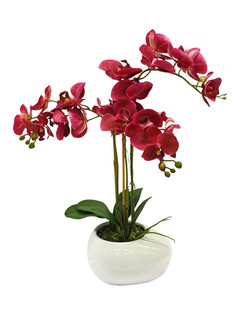 Орхидея фаленопис 3 ветки в керамическом кашпо Камень белое Gerard de ros