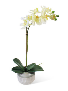 Орхидея Фаленопсис 1 ветка в керамическом кашпо Gerard de ros