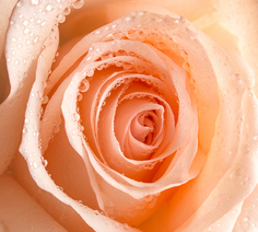 Фотообои Divino Decor "Роса на розе 300х270см"