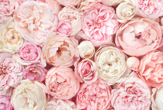 Фотообои Divino Decor "Розовые пионы 400х270"