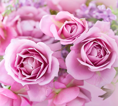 Фотообои Divino Decor "Прекрасные розы 300х270"