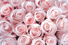 Фотообои Divino Decor Нежные розовые розы 400х270
