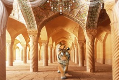 Фотообои DIVINO Decor -047 Тигр 400х270