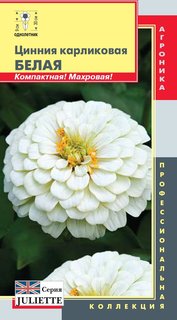 Семена Астра карликовая Цветочный ковер Белая, 0,3 г Плазмас