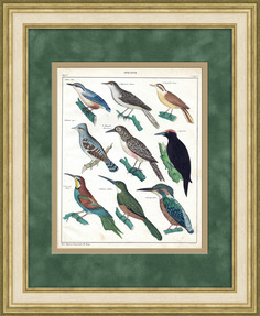 Зимородок, дятлы, шалашник, щурок и др. Редкая гравюра с ручной раскраской Rarita