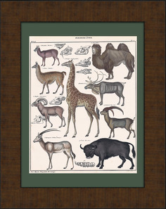 Жираф, лама, верблюд, козерог и др. Раритетная гравюра в раме Rarita