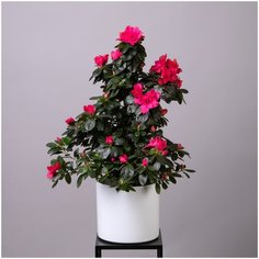 Азалия Индика Пирамида (D-17, Н-60) Простоцветы