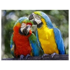 Алмазная мозаика, классическая "Яркие попугаи", 30х40 см (с подрамником, с полным заполнением) Рыжий кот