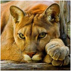 Алмазная мозаика с нанесенной рамкой Molly 40х50 см Пума 36 цветов