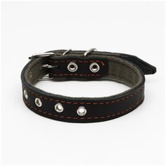Ошейник комбинированный кожа/брезент, безразмерный, 54 х 2.5 см, чёрный Пижон
