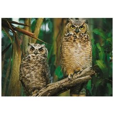 Пазл Trefl 1000 деталей: Совы