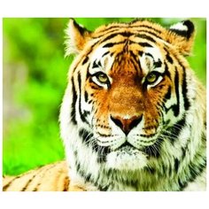 Алмазная мозаика на подрамнике 40х50см (круглые стразы, полная выкладка) ZX11018 New World